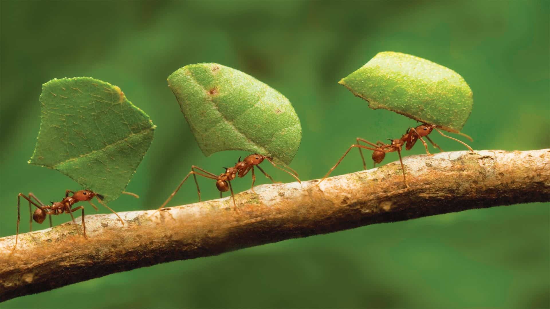 Mơ thấy kiến điềm báo lành dữ và những điều cần lưu ý 8 Giấc mơ đàn kiến đang chăm chỉ làm tổ