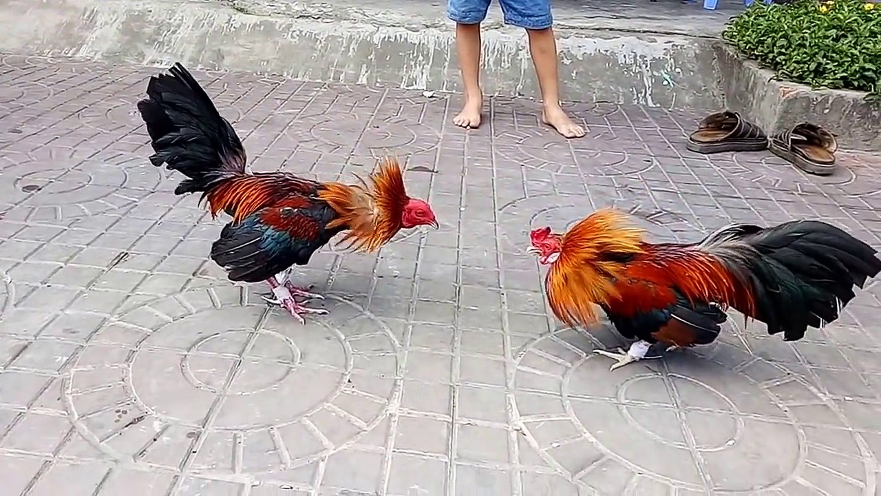 Xem Trực Tiếp Trận Gà Đòn Và Gà Tre Hôm Nay Tại Jun88 6 Hướng dẫn tham gia và xem trận gà đòn và gà tre hôm nay tại Jun88